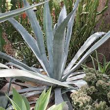 Image result for Agave