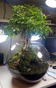Here is the point bonsai are of different sizes. Terrarium Tear Up 2 This Time With A Tree