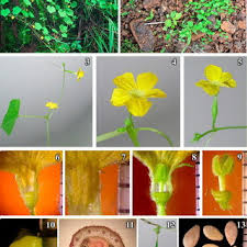 Image result for Cucumis aetheocarpus