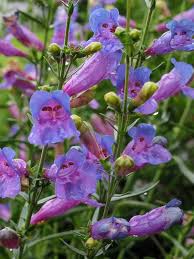 Image result for Penstemon