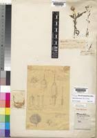 Image result for Sphaeranthus gomphrenoides