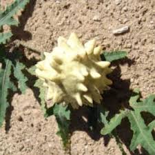 Image result for Acanthosicyos naudinianus