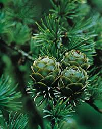 It is located 90 miles north of boise on the shores of lake cascade, just southwest of the small town of tamarack. Tamarack Tree Britannica