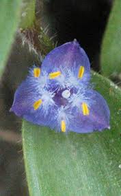 Image result for Cyanotis foecunda