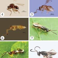 Image result for Crotalaria prolongata