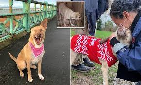 Dog Shot 17 Times Recovers After Being Rescued From Lebanon Dog Shots Dogs Baby Dogs