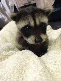 Feed the baby skunk esbilac powder, mix only enough for 24hrs and keep it refrigerated. Pin By Jacquelin Miller On De Photo En Photo Cute Animals Baby Raccoon Animals