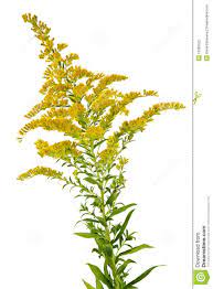 Thumbs Dreamstime Com Z Goldenrod Plant 16305522 Jpg Fall Perennials Goldenrod Flower Fall Flowers Garden