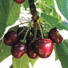 Plantați aceste soiuri și nu veți regreta! Cires De Mai Cele Mai Profitabile Soiuri De Cirese Adaptate Pentru Romania