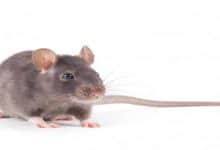 Perangkat pembelajaran pada musim covid 19 : ØªÙØ³ÙŠØ± Ø­Ù„Ù… Ø§Ù„Ù„Ø­Ù…Ø© Ø§Ù„Ù†ÙŠØ© Ø§Ù„Ø­Ù…Ø±Ø§Ø¡ ÙÙŠ Ø§Ù„Ù…Ù†Ø§Ù… Ù„Ø§Ø¨Ù† Ø³ÙŠØ±ÙŠÙ† ÙƒÙ†ÙˆØ²ÙŠ