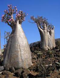 Socotra Yemen Unique Trees Socotra Weird Trees