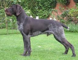 Deutsch Drahthaar German Shorthaired Pointer Dog Dogs Bird Dogs