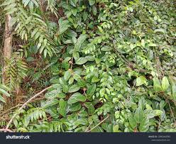 Image result for Dichapetalum