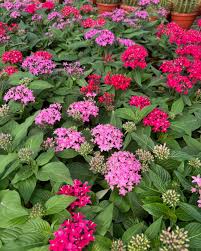 Image result for Kalanchoe lanceolata
