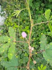 Image result for Eriosema tisserantii