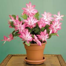 Crassula Deceptor Cactus Kakteen Caudex Succulente Cacti Plante Grasse Euphorbe Ebay Christmas Cactus Plant Christmas Cactus Orchid Cactus