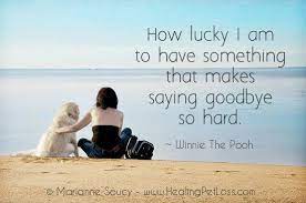 Pin On Healing Pet Loss Tips