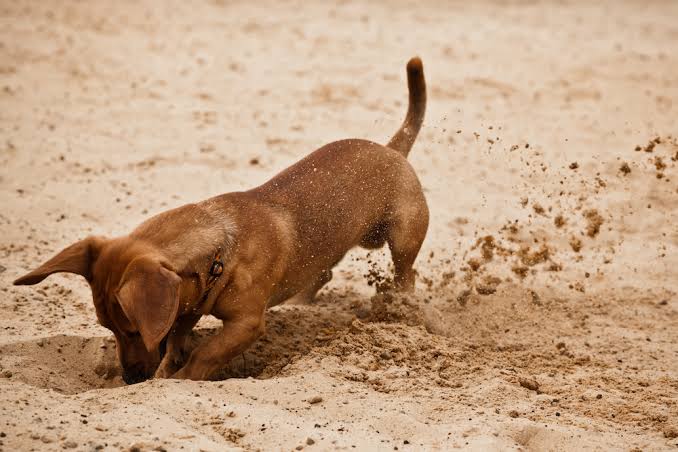 Why Do Dogs Dig? Why They Dig in Dirt, Dig the Bed, and Bury Things
