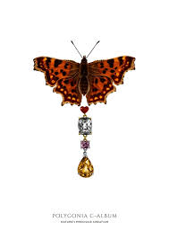 Image result for Polygonia c-album