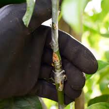 We did not find results for: What Does Grafting Mean When It Comes To Plants