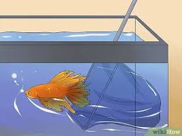 They are often found to be aggressive towards other bettas, thus their name betta splendens, or splendid warrior. How To Cure Betta Fish Diseases With Pictures Wikihow