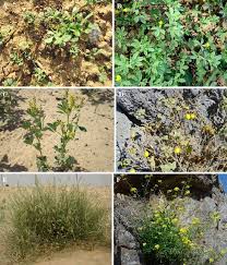 Image result for Andropogon amethystinus