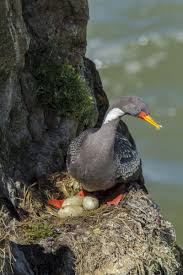 Small Brown Bird With Red Neck Red Legged Cormorant Phalacrocorax Gaimardi Habitats Bird Species Sea Birds