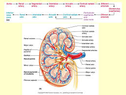 Biol Topic 7 Objective 1organs Of The Urinary System 2 Kidneys Which Manufacture Urine 2 Ureters Which Transport Urine From The Kidneys To Ppt Download