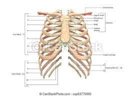 Both men and women have 12 pairs of ribs. 3d Illustration Of Human Skeleton System Rib Cage With Labels Anatomy Anterior View Canstock