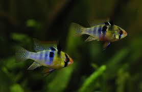The blue ram, mikrogeophagus ramirezi, is a species of freshwater fish endemic to the orinoco river basin, in the savannahs of venezuela and colombia in south america. German Blue Ram Microgeophagus Ramirezi Dwarf Cichlid 3 99 Picclick Uk