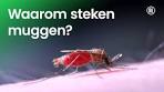 Waarom steken muggen? - YouTube