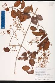 Image result for Hippocratea