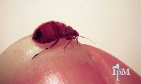 They are the size of a gnat and resemble the beetle. 7 Common Bugs Mistaken For Bed Bugs What You Need To Know