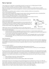 Confezione da 500 gr di piccoli sassolini colore bianco e grigio chiaro per decorazioni. Parte Finale Anatomia Umana Studocu