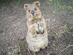 Photos The Happiest Animal In The World Happy Animals Cute Animals Animals