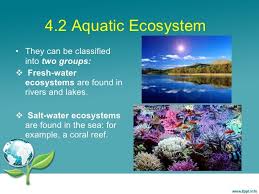 Aquatic Ecosystems Google Search Aquatic Ecosystem Water Ecosystems Ecosystems