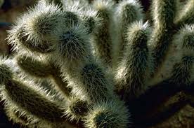 All products from teddy bear cholla cactus category are shipped worldwide with no additional fees. Cylindropuntia Bigelovii Wikimedia Commons