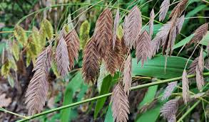 Image result for Chasmanthium