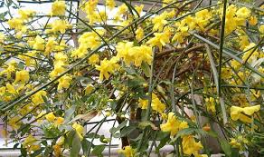 Image result for Jasminum bakeri
