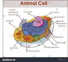 Animal Cell Anatomy Diagram Structure With All Parts Nucleus Smooth Rough Endoplasmic Reticulum Cytoplasm G Animal Cell Anatomy Animal Cell Drawing Animal Cell