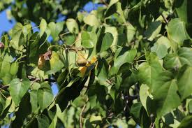 Image result for Thespesia populneoides