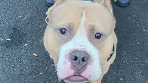 Fundraiser by Gino Bolanos : Help me save my dog