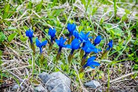 Imagini pentru gentiana
