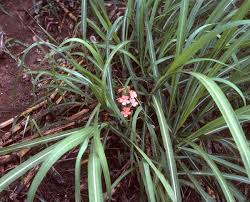 Image result for Striga hallaei