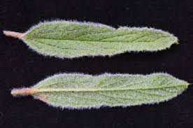 Image result for Hermannia quartiniana