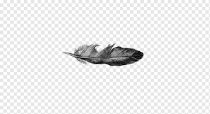 drawing feather line art black feather animals black hair peacock feather png pngwing drawing feather line art black feather