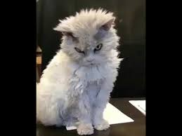Komik Videolar Sinirli Bakan Kedi Youtube