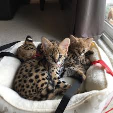 Search new and used cars for sale in los angeles, ca. Pennysaver Serval And Caracal Kittens For Sale In Hartford Connecticut Usa