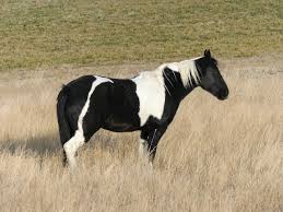 Black and white horse photo. 11 Common Black White Horse Breeds With Pictures Pet Keen