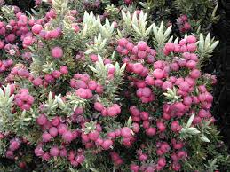 Image result for Pouchetia baumanniana